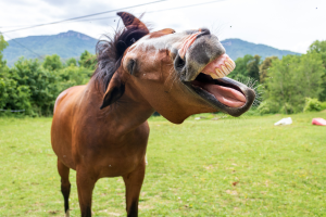 horse cat