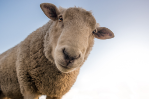 sheep cat